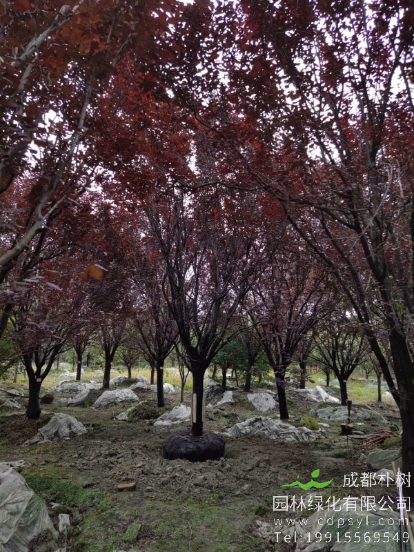 16公分红叶李价格4800元-精品红叶李大量供应-低价出售